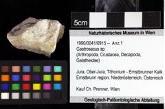 Foto (Objket + Etiketten) von Gastrosacus sp. 